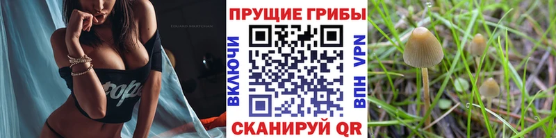 Псилоцибиновые грибы Psilocybe блэк спрут зеркало Нытва
